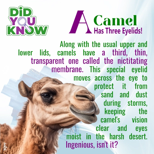 Camels have three eyelids