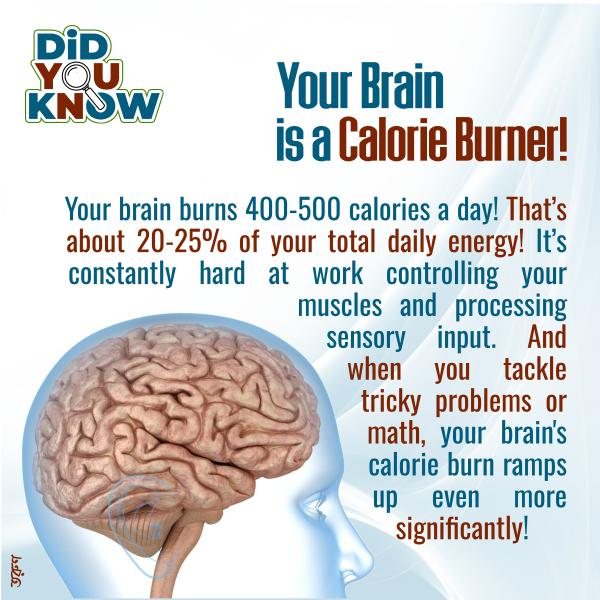 Your Brain is a Calorie Burner