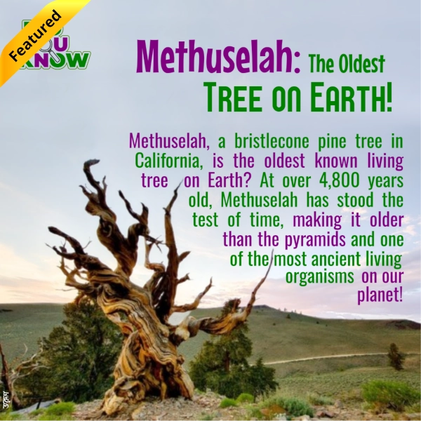 Oldest Tree Featured on Earth