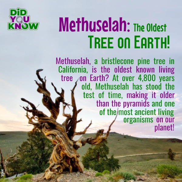 The Oldest Tree on Earth