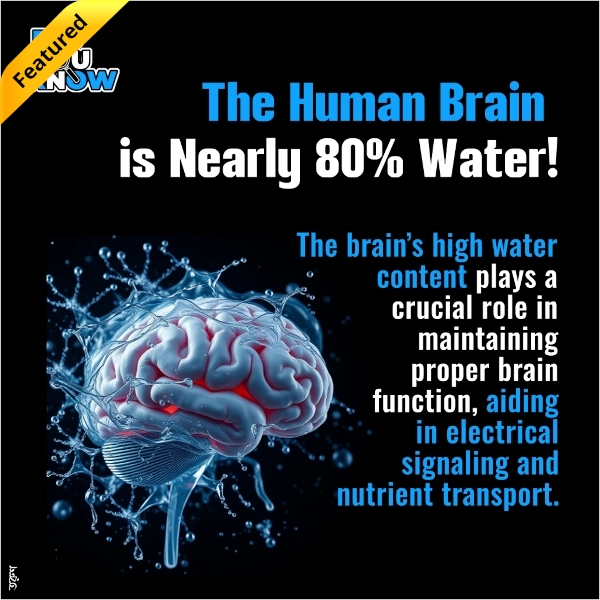 The Human Brain is Nearly 80% Water!