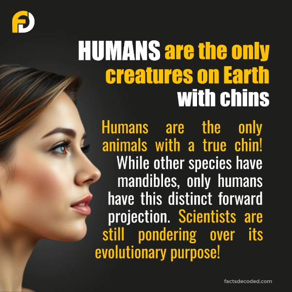 HUMANS are the only creatures with chins