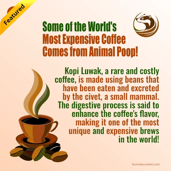 Kopi Luwak