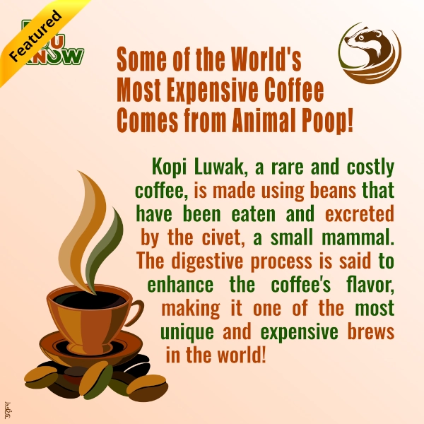 Kopi Luwak featured