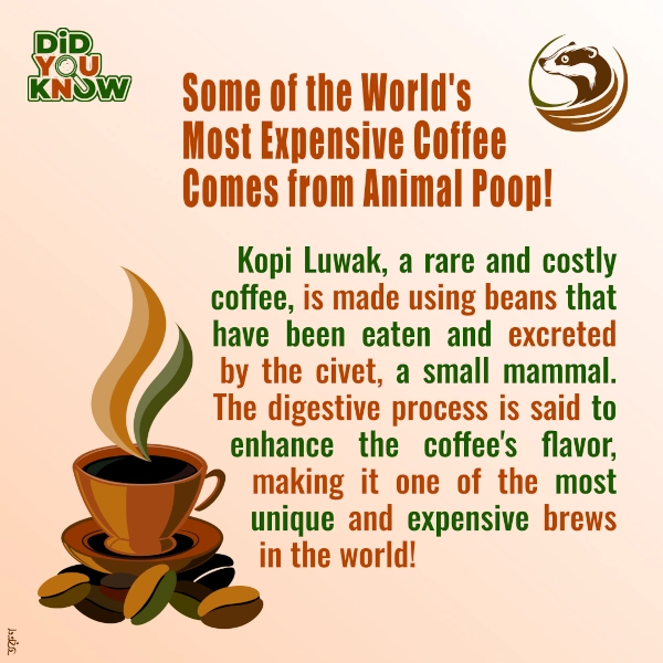 Kopi Luwak