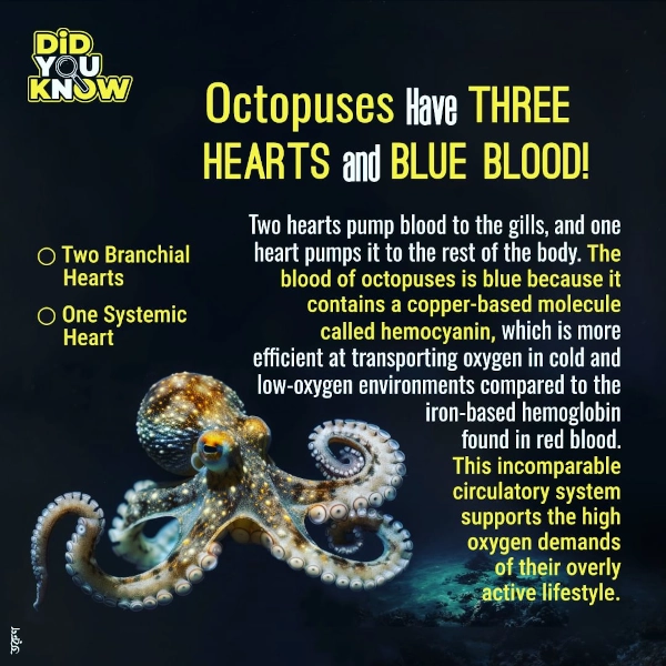 The Three-Hearted, Blue-Blooded Octopus