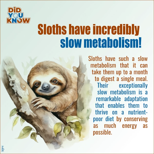 Sloths have slow metabolism!