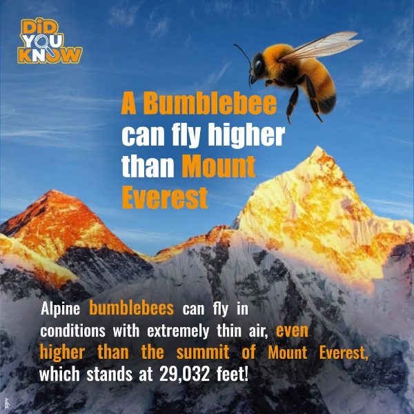 Bumblebee can fly higher than Mount Everest