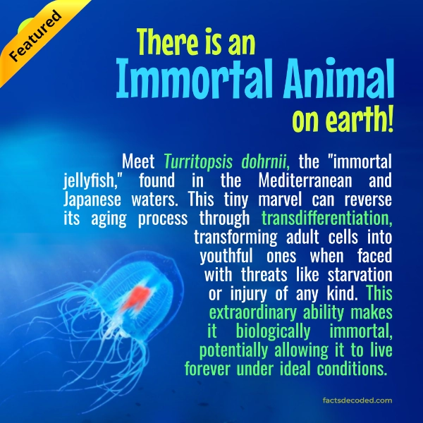 Immortal jellyfish