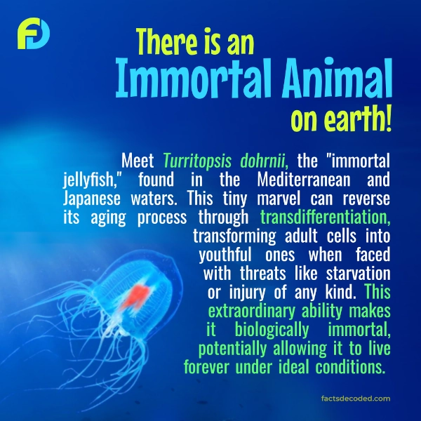 Immortal jellyfish