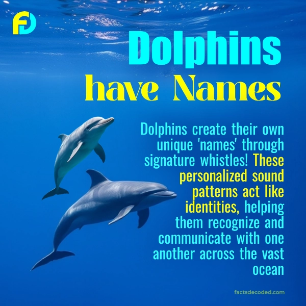 Dolphins Have Names